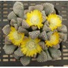 T.schwantesii (Klein Karas) - Seed